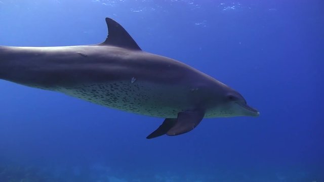 Delfine schwimmen neben dem Korallenrif im Roten Meer