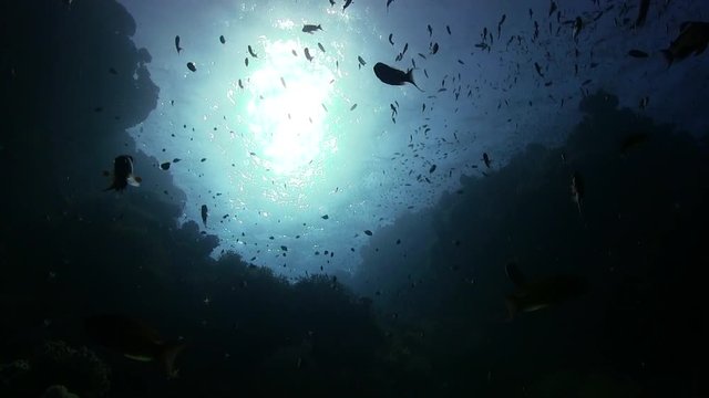 Korallenriff mit Antias Fischen und Sonnestrahlen im blauen Ozean