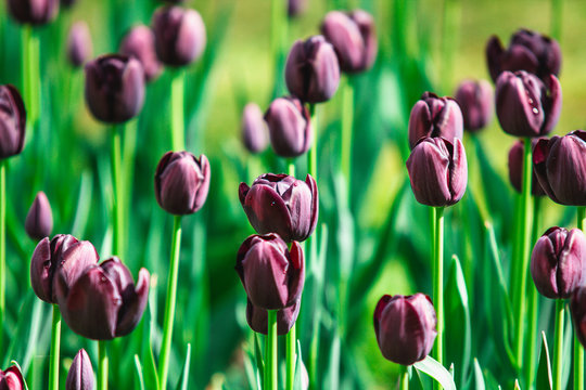 High contrast image of black tulip flowers