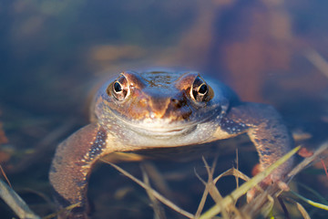 European common frog (Rana temporaria)