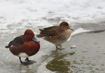 View of two brown ferruginous ducks on the bank of a frosted pond