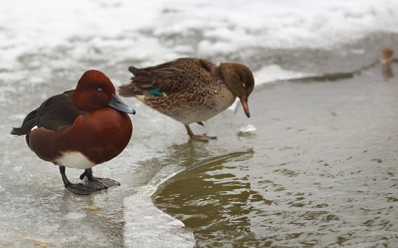 View of two brown ferruginous ducks on the bank of a frosted pond
