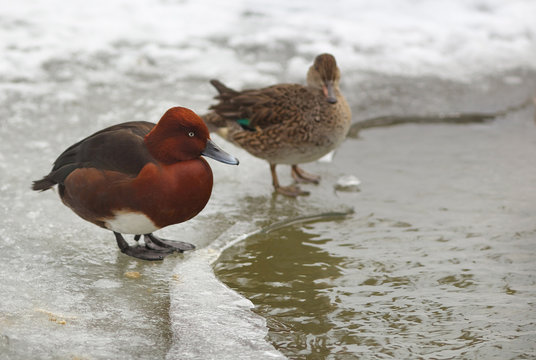View of two brown ferruginous ducks on the bank of a frosted pond
