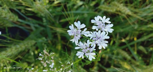 blue flowers in the garden