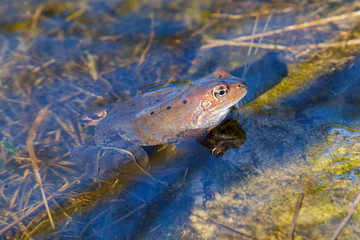 European common frog (Rana temporaria)