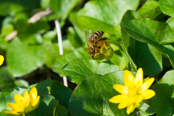 bee on a flower spring yellow flowers bee.