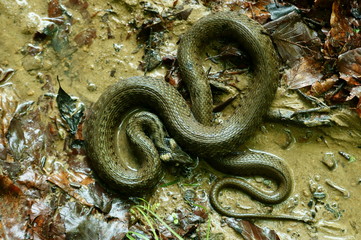 Grass snake / Natrix natrix. Bieszczady Mountains. Poland