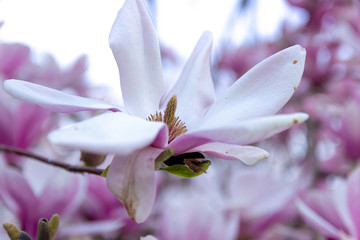 Magnolia flower blossom nature spring