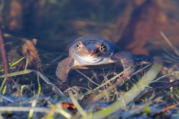 European common frog (Rana temporaria)