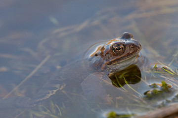European common frog (Rana temporaria)
