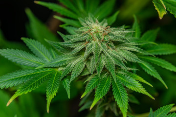 Afghan kush special variety of marijuana flower with aged blooms