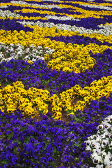 Beautiful colorful flowers of Viola tricolor plant