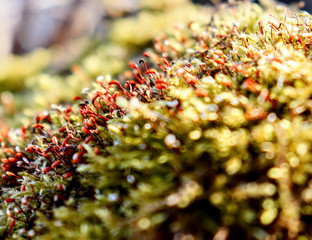 крупный план коробочек мха