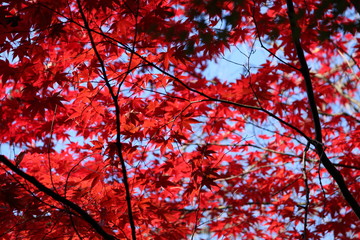 京都の紅葉
