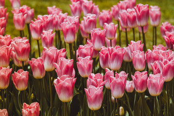 Filtered image of ping tulip flowers in a spring garden