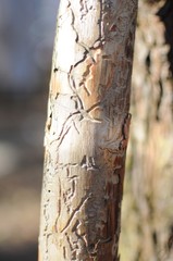Bark beetle tree