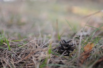 Pine cone lie on fallen needles