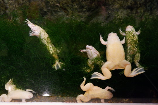 African clawed frogs in water