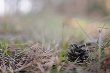 Pine cone lie on fallen needles