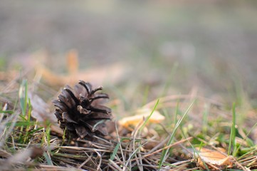 Pine cone lie on fallen needles.