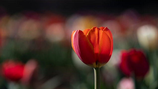 Tulipani italiani ad arese il centro