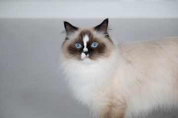 Ragdollkatze - Katzen 