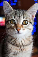 Naklejka premium kitty grey on the background of blue bokeh, the background is blurred