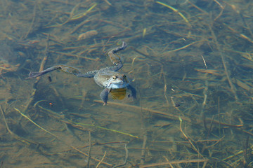 Brown frogs in the water during the spring mating season