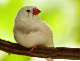 Zebrafink (Taeniopygia guttata)