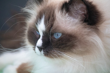 Ragdollkatze - Katzen 