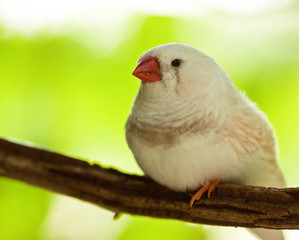Zebrafink (Taeniopygia guttata)