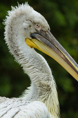 Krauskopfpelikan (Pelecanus crispus)