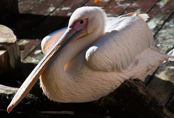 Rosapelikan (Pelecanus onocrotalus)