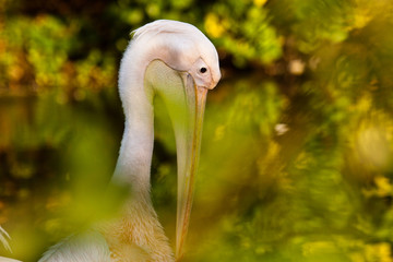 Rosapelikan (Pelecanus onocrotalus)