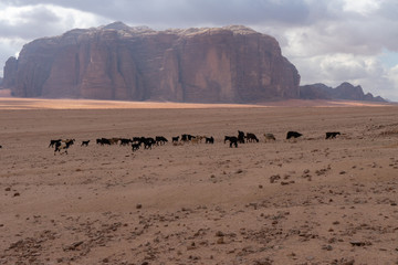 Wadi Rum, Jordanian desert landscape.
