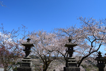 桜とお寺