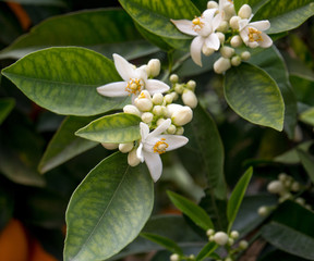 Valencian orange and orange blossoms. Spain. Spring harvest