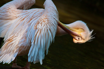 Rosapelikan (Pelecanus onocrotalus)