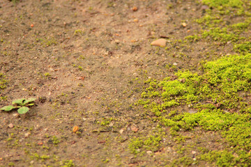 Moss on Humid Earth