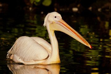 Rosapelikan (Pelecanus onocrotalus)
