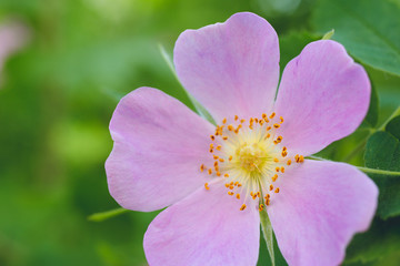 Flowers of dog-rose rosehip growing in nature green background