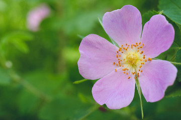 Flowers of dog-rose rosehip growing in nature green background