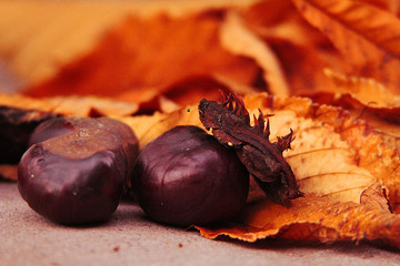 Autumn and Chestnuts