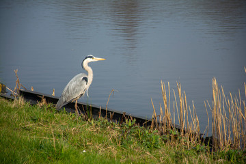 A heron is hunting by the waterside