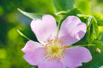 Flowers of dog-rose rosehip growing in nature green background