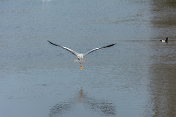 Heron with spread wings is flying away from the viewer over a lake.