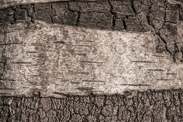 diferentes texturas de madera