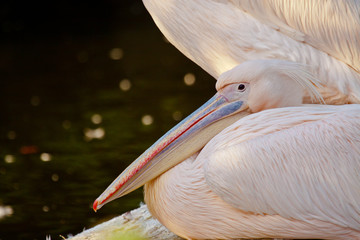 Rosapelikan (Pelecanus onocrotalus)