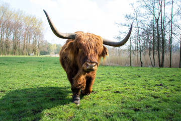 A Scottish Highlander on green grass and with a blurred background is walking towards the viewer on eye level.