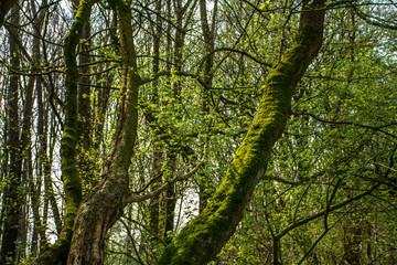 beautiful green mossy branches with young spring leaves in a forest